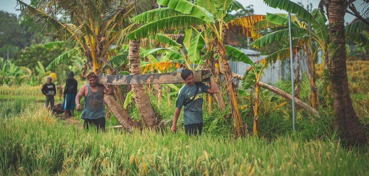 Workers carrying a large reclaimed ironwood beam through a tropical banana grove